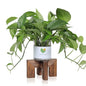 Vigordream Plant Stand, Indoor/Outdoor Wood Plant Holder, Flower Pot Stand | Sturdy Planter Stands, Mid Century Modern Single Plant Riser, Wooden Floor Flower Stand