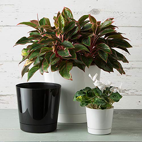 Novelty Root & Vessel Majestic Full Depth Round Cylinder Pot, Glossy Black, 14-Inch (10148) - color: Black, size: 14 Inch