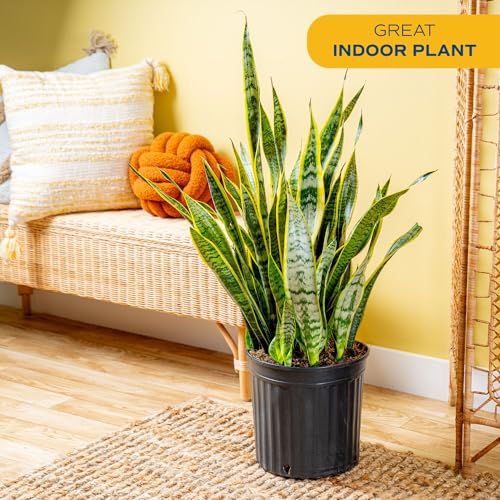 Costa Farms Snake Plant, Live Indoor Plant, Air Purifying, Low Light, Easy | Nearly indestructible and thrives in low light. Great indoor houseplant. Ideal housewarming or birthday gift. - style: Snake Plant, Extra Large (3-4 Feet Tall), in Grower's Pot