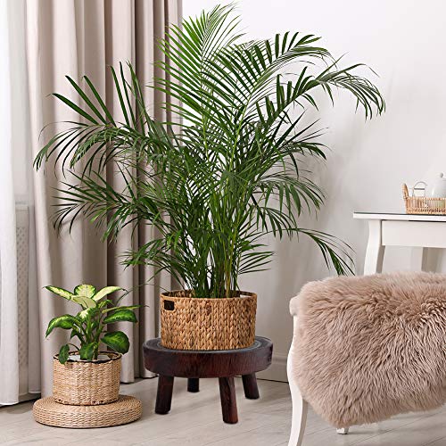 Wood Plant Stands Indoor Outdoor, 9cm/3.5 Tall Plant Holder Wooden Stool Display Stand Flower Pot Stand Small Round Side Plant Table Planter Stands for Indoor Plants (Brown, 17cm)