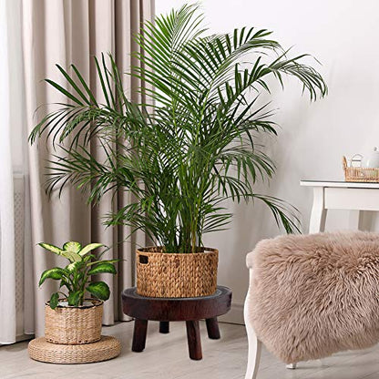 Wood Plant Stands Indoor Outdoor, 9cm/3.5 Tall Plant Holder Wooden Stool Display Stand Flower Pot Stand Small Round Side Plant Table Planter Stands for Indoor Plants (Brown, 17cm)