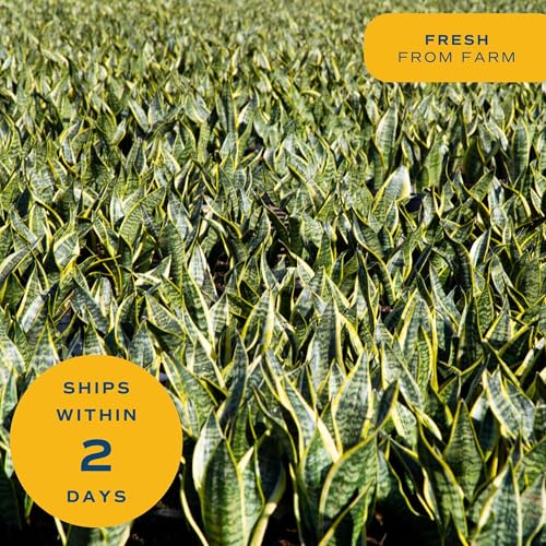 Costa Farms Snake Plant, Live Indoor Plant, Air Purifying, Low Light, Easy | Nearly indestructible and thrives in low light. Great indoor houseplant. Ideal housewarming or birthday gift. - style: Snake Plant, Large (2-3 Feet Tall), in Decorative Planter P